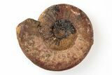 Iron Replaced Ammonite Fossil - Boulemane, Morocco #196579-1